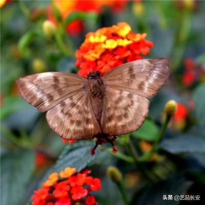 “洞藏”变“贡酒”？迎驾贡酒核心系列“更名”，公司回应“是包装升级，高中低产品序列更清晰”
